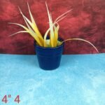 Khurja Pottery Glass Shape Ceramic Planters - Image 2